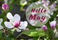 Hello May greeting card with apple blossom spring flowers.Springtime concept. Royalty Free Stock Photo