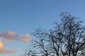 Hello moon through the branches