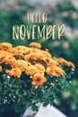 Hello November text and chrysanthemum