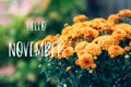 Hello November text and chrysanthemum