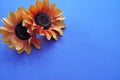 orange sunflwoers on blue background Royalty Free Stock Photo