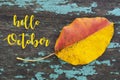 Hello October.Colorful aspen tree leaf on blue colored old wooden texture.Fall season concept. Royalty Free Stock Photo