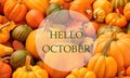 Hello October greeting card with colorful pumpkins.Autumn harvest,Halloween or Thanksgiving concept.