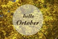 Hello October greeting with yellow maple leaves in the autumn forest.Autumnal holidays concept.