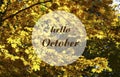 Hello October greeting with yellow maple leaves in the autumn forest.Autumnal holidays concept.