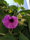 Hello Saturday with this lovely purple Elephant creeper flower