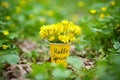 Hello spring. Yellow spring flowers in a cup with the inscription hello spring