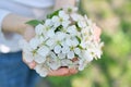 Hello spring, april. Blooming white cherry in hands of girl, close-up, outdoor