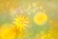 Hello spring background. Abstract bright spring or summer landscape texture with natural yellow green bokeh lights and sun flowers Royalty Free Stock Photo