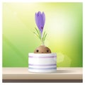 Hello Spring background with Spring flower Crocus growing in a pot on wooden table top