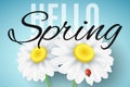 Hello Spring banner. Realistic daisy flowers on blue background. Ladybug on the flower. Seasonal background for your project.