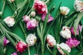 Hello Spring. Beautiful double peony tulips flat lay on green paper. Colorful pink and purple tulips, stylish floral pattern.