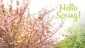 Hello Spring blurred background of blooming sakura tree Royalty Free Stock Photo