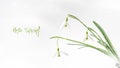 Hello spring card with text. First wild white snowdrops flowers Galanthus nivalis Royalty Free Stock Photo