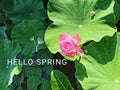 Hello Spring card with text on lotus flower blooming and green leaves growth background. Royalty Free Stock Photo