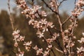 Hello spring concept, branch of blooming almond