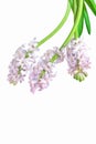 hello spring concept. fresh hyacinth flowers on white background. copy space. good morning blogger stories template.