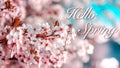 Hello spring elegant colorful wide greeting card with pink cherry blossoms