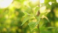 Hello spring. Fresh green branch with new leaves on blurred greenery spring summer background in garden park. Tree with