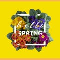 Hello Spring greeting card. Bright colorful primroses, top view, flower typography