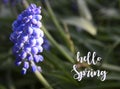 Hello Spring greeting card with Grape hyacinth or Muscari armeniacum flower in the garden.Springtime concept. Royalty Free Stock Photo