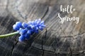 Hello Spring greeting card with Grape hyacinth or Muscari armeniacum flower on old wood background.Springtime concept. Royalty Free Stock Photo