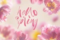 Hello spring - greeting card with hand calligraphic inscription. Tulips on a blue background Royalty Free Stock Photo