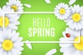 Hello spring greeting card. Ladybug creeps on the flowers. Realistic daisies. Text in frame. Seasonal banner for your design. Royalty Free Stock Photo