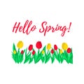 Hello spring greeting card. Spring tulips. Vector illustration