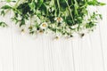 hello spring image. beautiful daisy flowers with greenery on rustic white wooden background top view. space for text. greeting ca Royalty Free Stock Photo