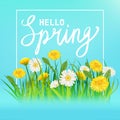 Hello Spring lettering template banner with fresh flowers bouquet dandelions and daisies, chamomiles, grass. Vector