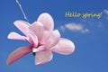 Hello spring! Pink saucer magnolia flower against the blue sky