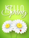 Hello Spring .Realistic daisy flowers on green background. Ladybug creeps on the flowers. Seasonal background for your design.