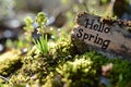 \'Hello Spring\' sign with budding greenery in a sunlit forest setting