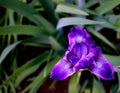 Simply Spectacular Purple Iris Royalty Free Stock Photo