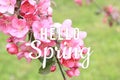 Hello Spring text on blooming tree branch background