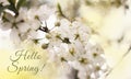 Hello spring text fresh sign. Stylish floral greeting card or poster template. Delicate white branch of a flowering Apple tree.