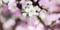 Hello spring text fresh sign. Stylish floral greeting card or poster template. Nature floral background. White Apple blossoms on a