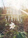 hello spring text sign on beautiful blooming anemone first spring flowers in sunset light in evening park. tender blossoms in sp