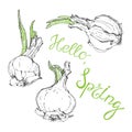 Hello , spring . Vector humorous illustration, sketch. Onion wit