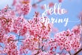 Hello Spring word on Wild Himalayan Cherry Blossoms in spring season Royalty Free Stock Photo