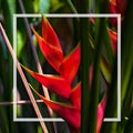 Hello Summer background concept. Beautiful caribbean Heliconia flower also popularly known as lobster-claw, wild plantain or false Royalty Free Stock Photo