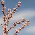 Hello summer concept, branch of blooming almond