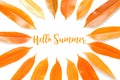 Hello summer concept on white background