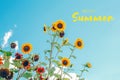 Hello Summer. Greeting card with text. Yellow sunflowers flower heads against blue sky. Natural eco rustic countryside background