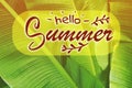 Hello Summer inscription and sunlit green tropical leaves on background