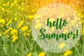 Hello Summer lettering card. Summer concept. dandelion flowers