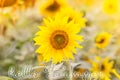 Hello Summer lettering card. Field of sunflowers