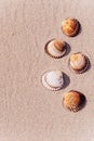 Hello summer with seashells, starfishes on sand ocean beach background. Exotic beach with copy space Royalty Free Stock Photo