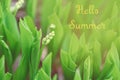 Hello summer. Seasonal card with yellow text. Beautiful macro of small spring summer flower buds in light green grass. Pale light Royalty Free Stock Photo